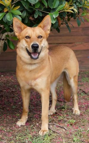 FOXIE, Adult Female German Shepherd Dog
