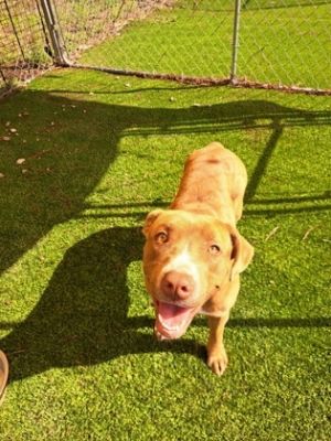 Paisley, Adult Female Mixed Breed