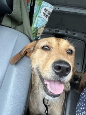 Meet Sally This sweet and soft pup is ready to find her forever home Sally is currently living in 