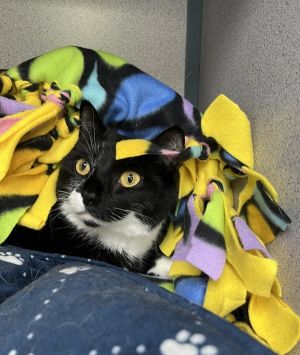 Hazel, Young Female Domestic Short Hair