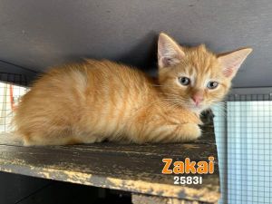 Primary Color Orange Tabby Weight 24lbs Age 0yrs 0mths 12wks Animal has been Neutered