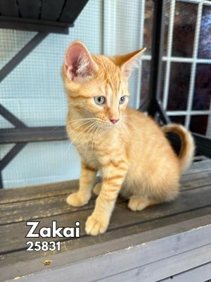 These two adorable orange tabby brothers are looking for a forever home Jahmai and Zakai are playfu