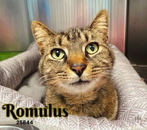 Romulus Domestic Short Hair Cat