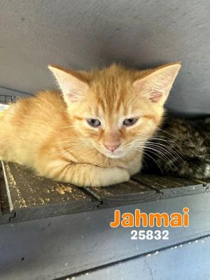 Primary Color Orange Tabby Weight 24lbs Age 0yrs 0mths 12wks Animal has been Neutered
