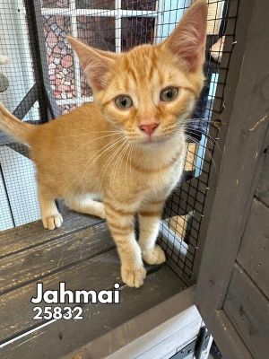 These two adorable orange tabby brothers are looking for a forever home Jahmai and Zakai are playfu