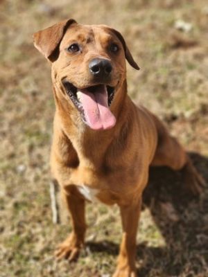 Buddy, Adult Male Hound
