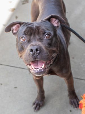 Jules, Adult Male Mixed Breed