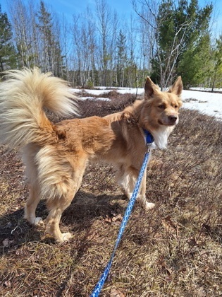Finn, an adoptable Mixed Breed in Gwinn, MI, 49841 | Photo Image 1