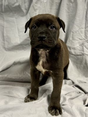 Cucumber, Baby Male Dutch Shepherd