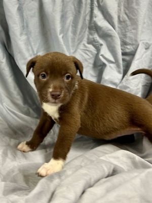 Cauliflower, Baby Female Dutch Shepherd