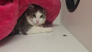 Charmander, Young Male Domestic Short Hair