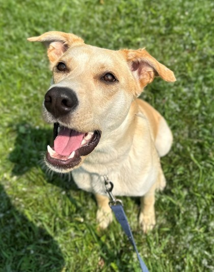 Ferdinand, an adoptable Labrador Retriever, Siberian Husky in Willmar, MN, 56201 | Photo Image 1