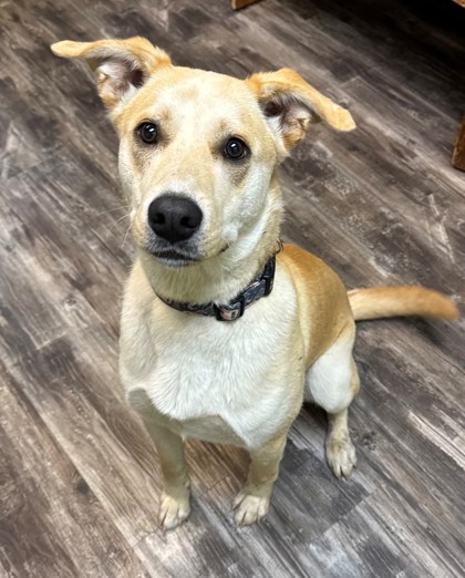 Ferdinand, an adoptable Labrador Retriever, Siberian Husky in Willmar, MN, 56201 | Photo Image 2