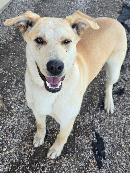 Ferdinand, an adoptable Labrador Retriever, Siberian Husky in Willmar, MN, 56201 | Photo Image 3