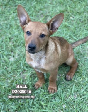 Hall, Young Male Australian Cattle Dog / Blue Heeler