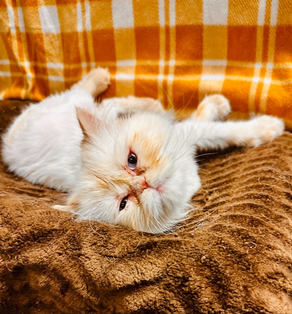 Frida, an adoptable Persian in Lemoore, CA, 93245 | Photo Image 1