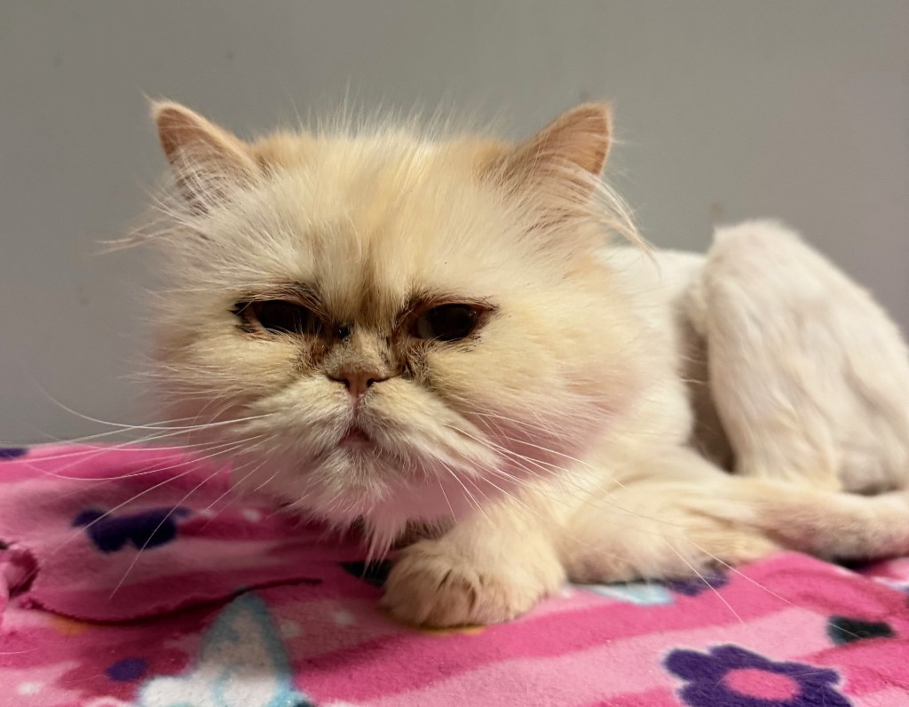 Frida, an adoptable Persian in Lemoore, CA, 93245 | Photo Image 2