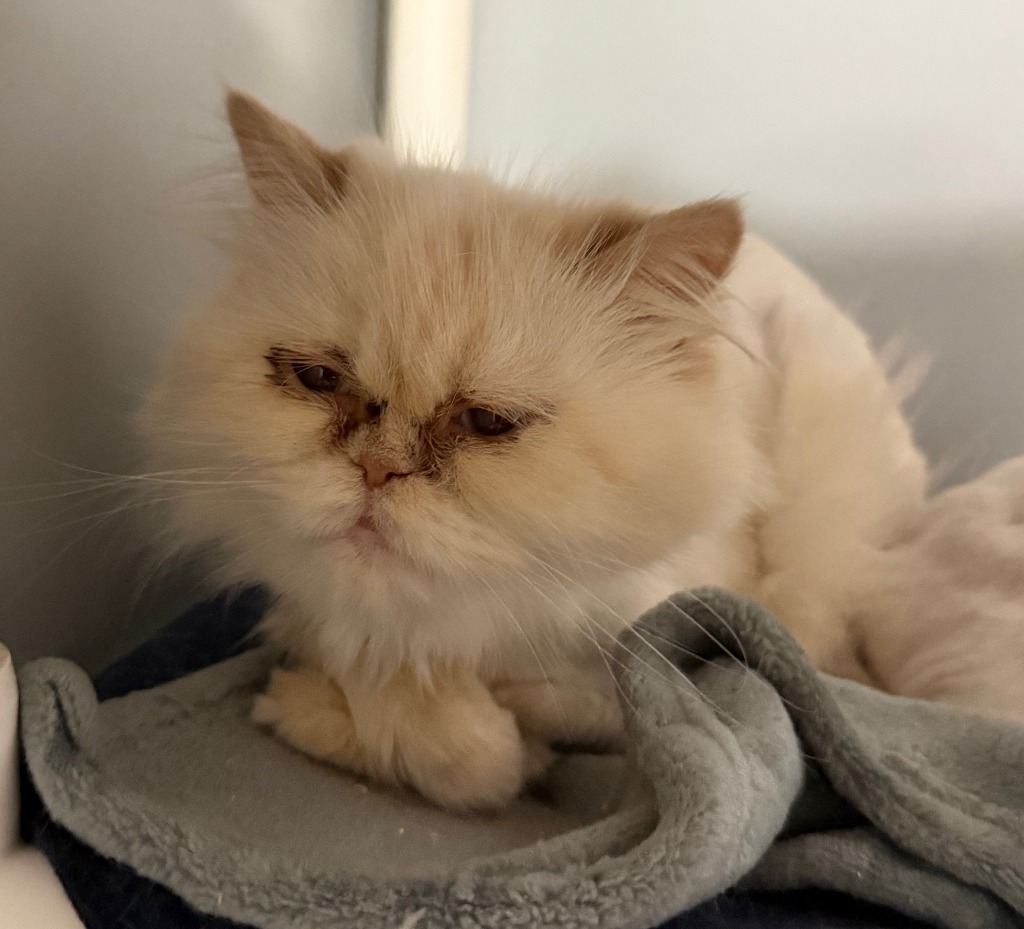 Frida, an adoptable Persian in Lemoore, CA, 93245 | Photo Image 3