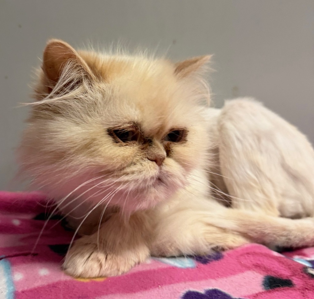 Frida, an adoptable Persian in Lemoore, CA, 93245 | Photo Image 4