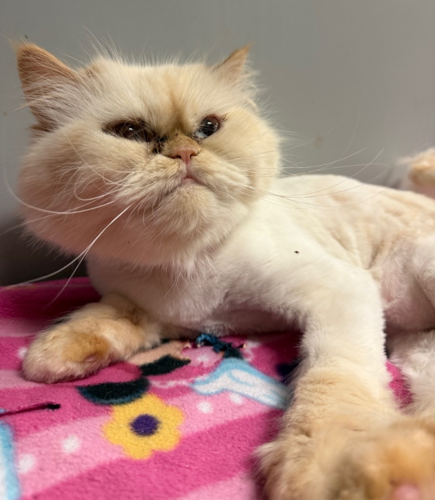 Mona, an adoptable Persian in Lemoore, CA, 93245 | Photo Image 1