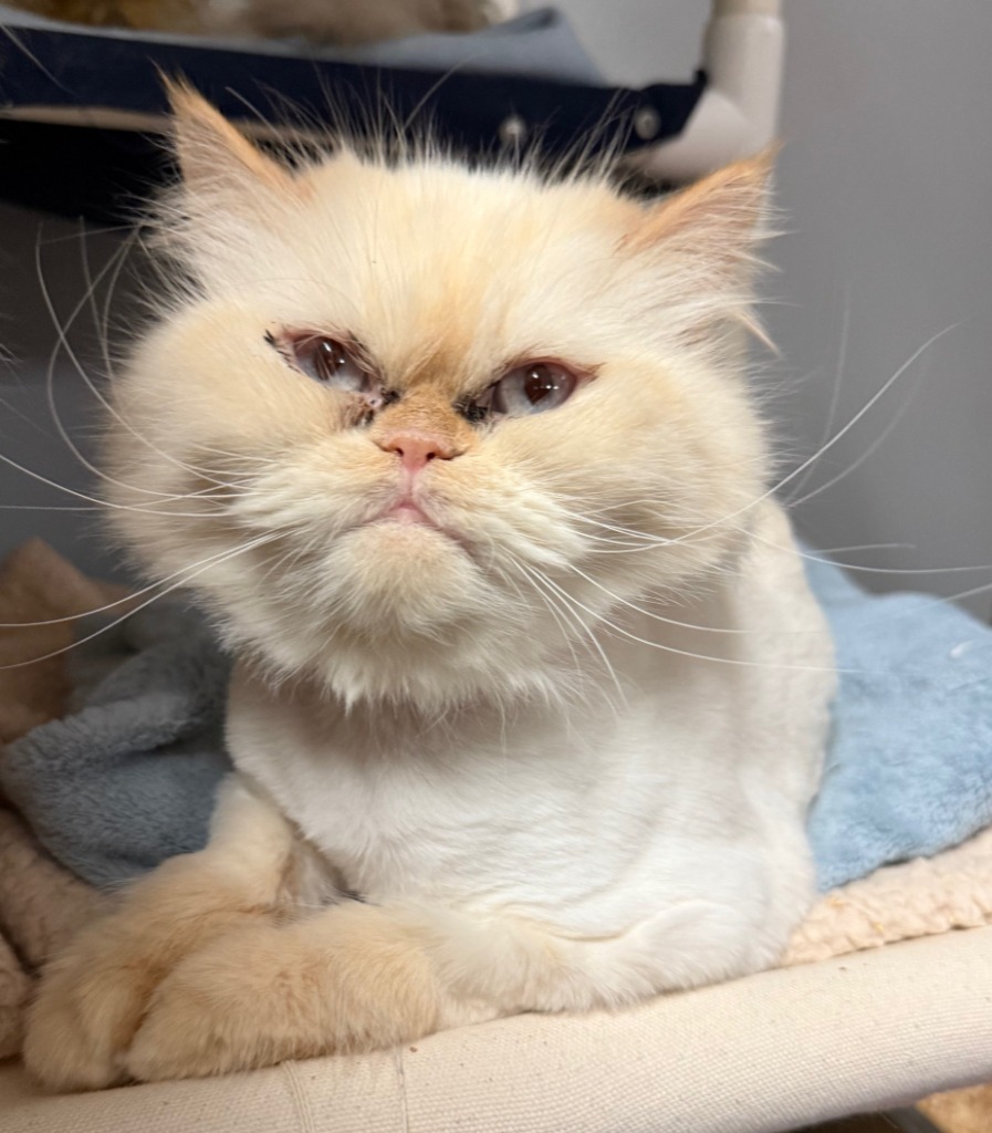 Mona, an adoptable Persian in Lemoore, CA, 93245 | Photo Image 2