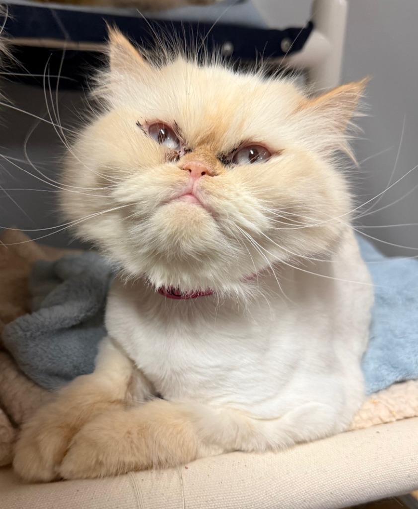 Mona, an adoptable Persian in Lemoore, CA, 93245 | Photo Image 3