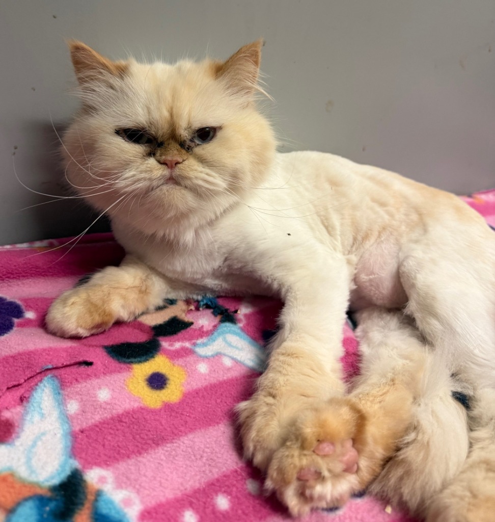 Mona, an adoptable Persian in Lemoore, CA, 93245 | Photo Image 4