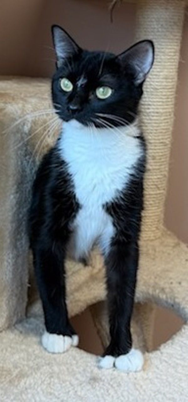 Cara, an adoptable Domestic Short Hair in Great Falls, MT, 59405 | Photo Image 1
