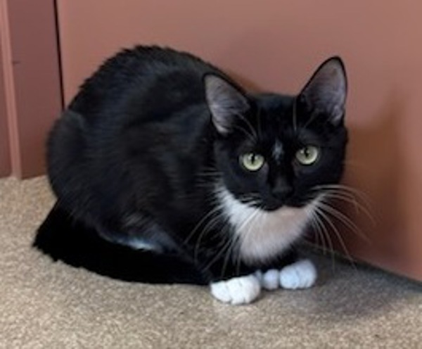 Cara, an adoptable Domestic Short Hair in Great Falls, MT, 59405 | Photo Image 2