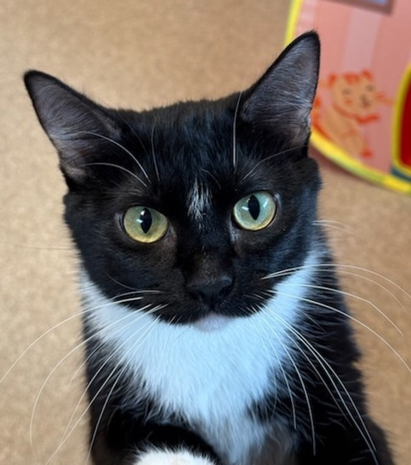 Cara, an adoptable Domestic Short Hair in Great Falls, MT, 59405 | Photo Image 3