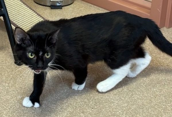 Cara, an adoptable Domestic Short Hair in Great Falls, MT, 59405 | Photo Image 4