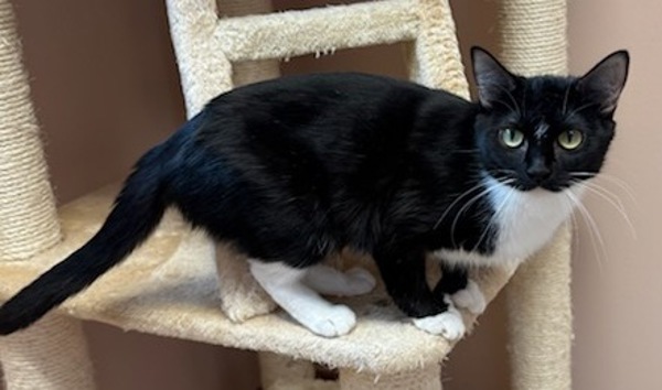 Cara, an adoptable Domestic Short Hair in Great Falls, MT, 59405 | Photo Image 5