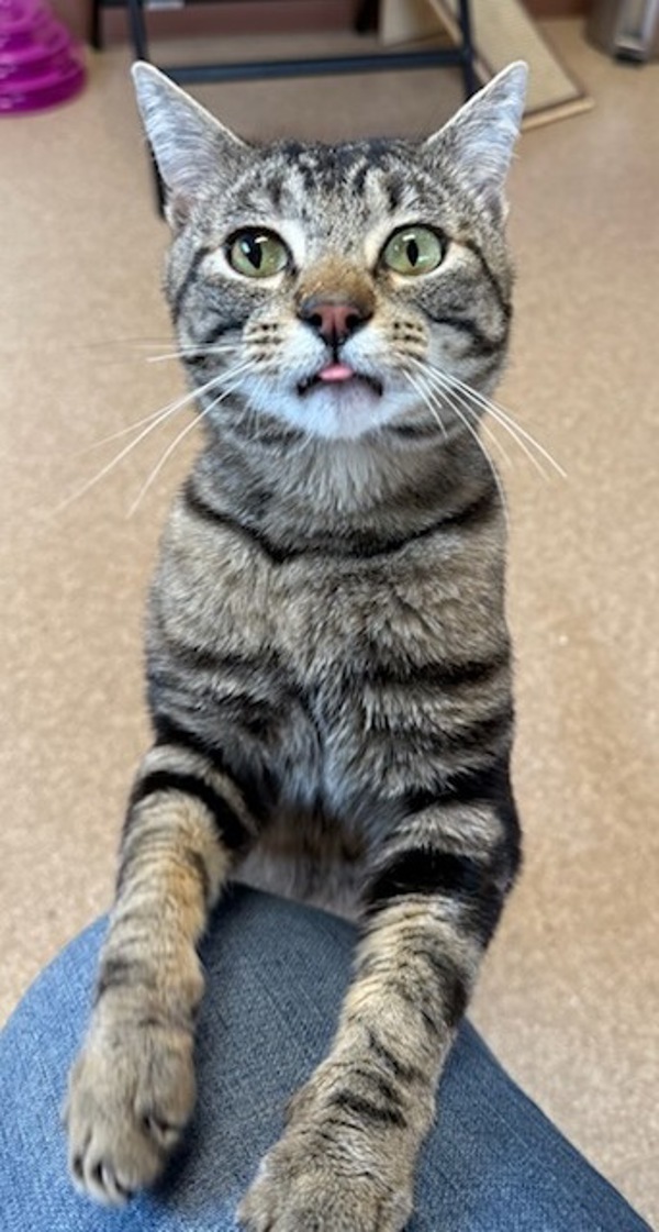 Carlos, an adoptable Domestic Short Hair in Great Falls, MT, 59405 | Photo Image 1