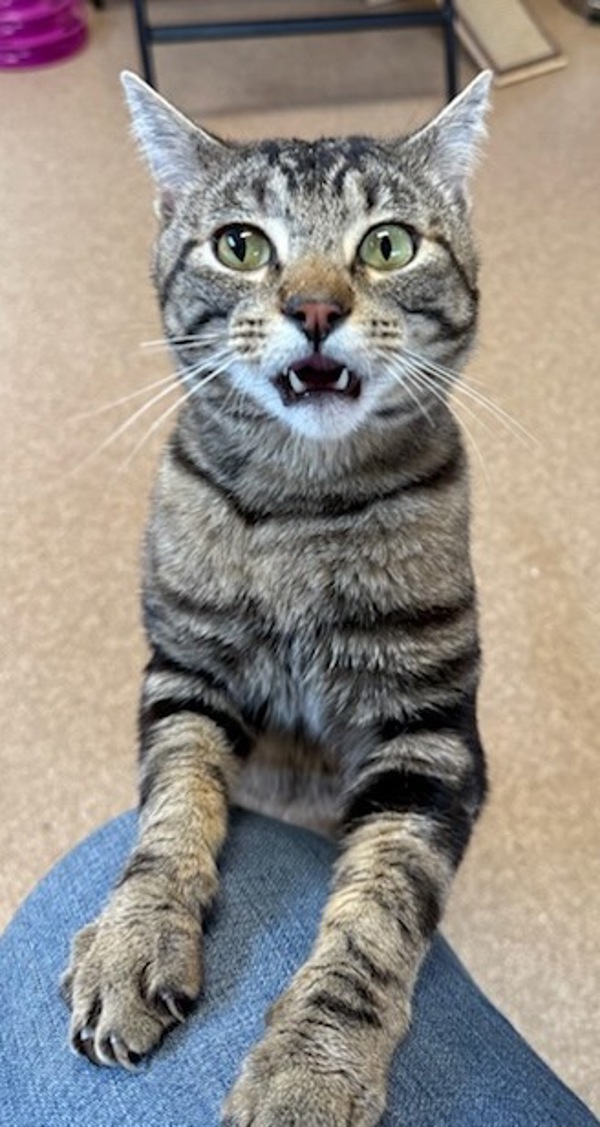 Carlos, an adoptable Domestic Short Hair in Great Falls, MT, 59405 | Photo Image 2
