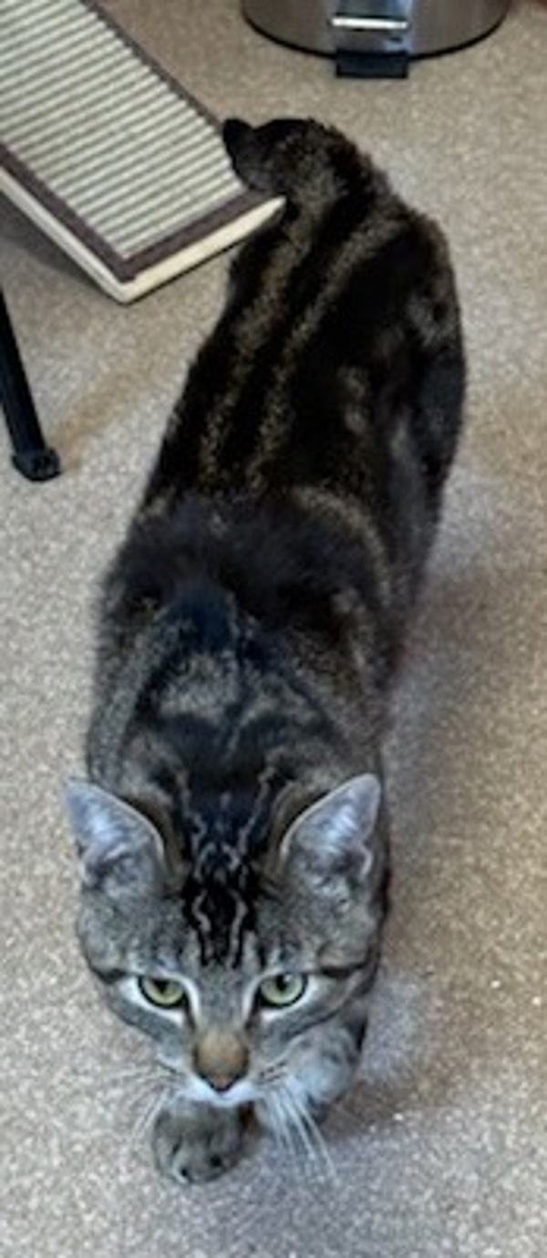 Carlos, an adoptable Domestic Short Hair in Great Falls, MT, 59405 | Photo Image 3