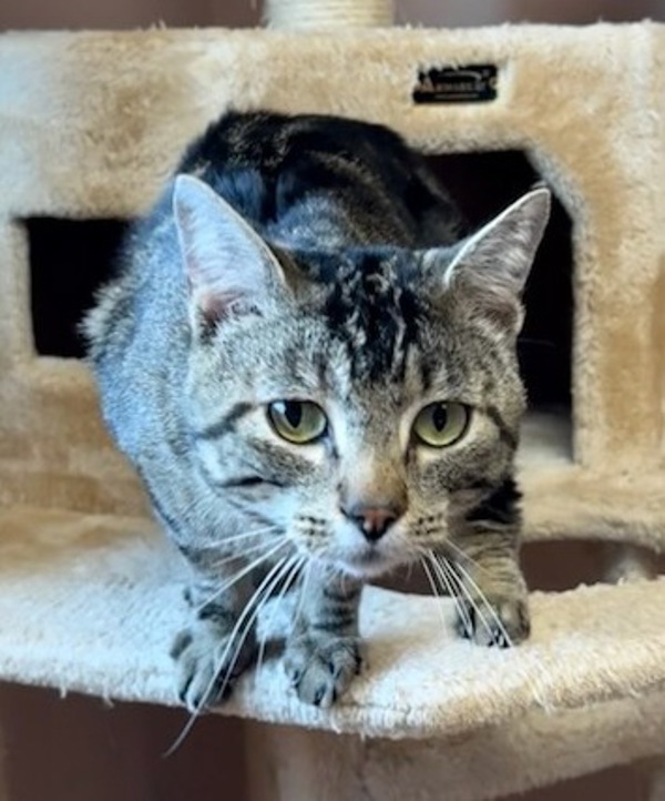 Carlos, an adoptable Domestic Short Hair in Great Falls, MT, 59405 | Photo Image 4