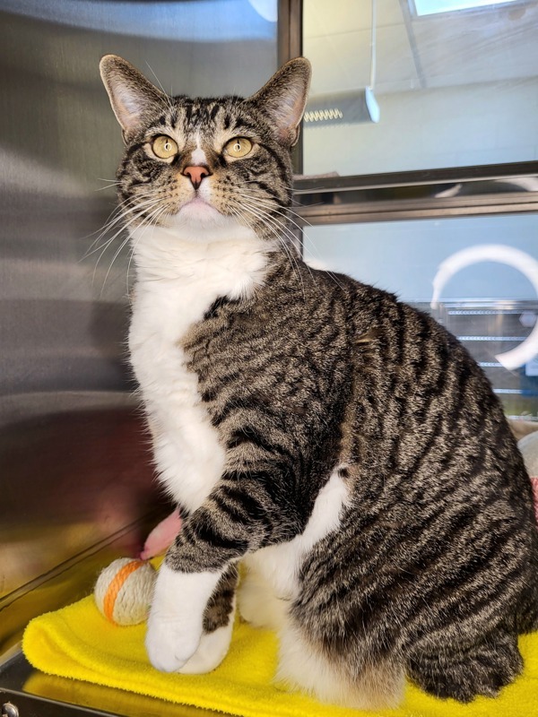 Fluffy, an adoptable Domestic Short Hair in Pocatello, ID, 83205 | Photo Image 1