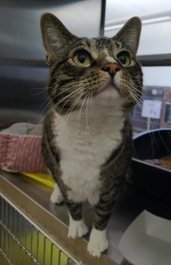 Fluffy, an adoptable Domestic Short Hair in Pocatello, ID, 83205 | Photo Image 2