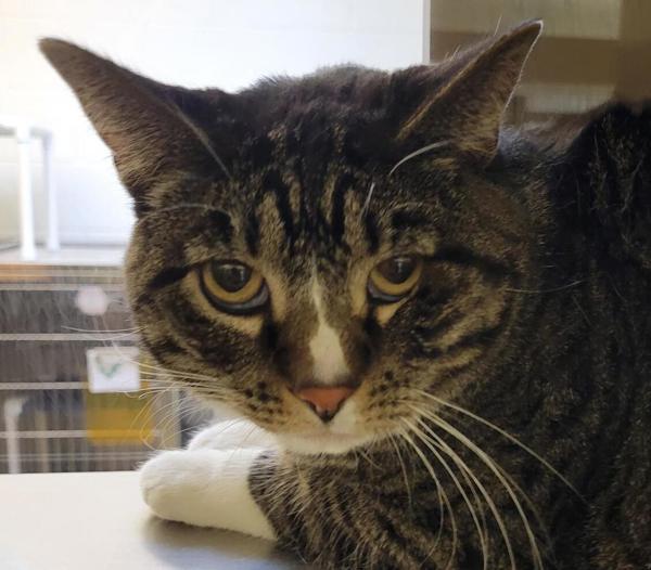 Fluffy, an adoptable Domestic Short Hair in Pocatello, ID, 83205 | Photo Image 3