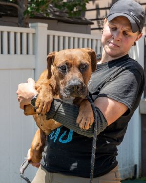 BARROW is a dark-caramel fella with floppy ears that needs a hero It seems his life before the shel