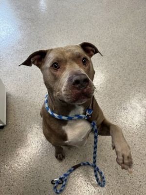 Kingdom, Adult Male Pit Bull Terrier
