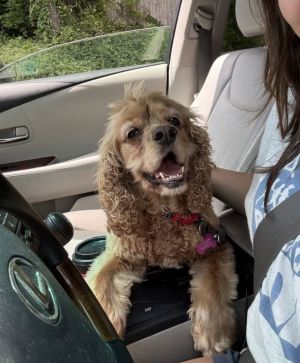 Rusty Boone is a beautiful dog He likes his walks and has been with other dogs in both of his