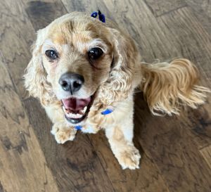 Meet Rusty Boone - a beautiful 8 year old Cocker Spaniel mix Rusty weighs 26 pounds and is the pe