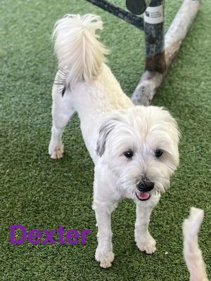 Dexter, Adult Male Maltese