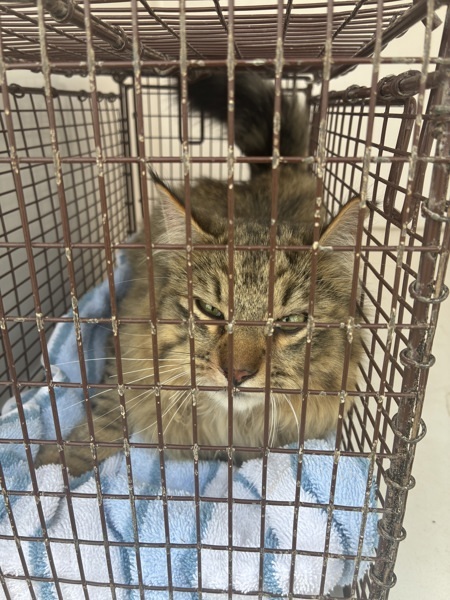 Racketeer, an adoptable Domestic Long Hair in Spokane Valley, WA, 99212 | Photo Image 1