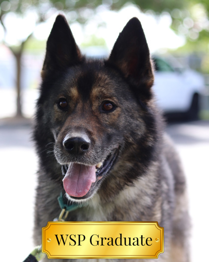 Hephaestus, an adoptable Mixed Breed in Walla Walla, WA, 99362 | Photo Image 1