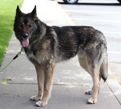 Hephaestus, an adoptable Mixed Breed in Walla Walla, WA, 99362 | Photo Image 2