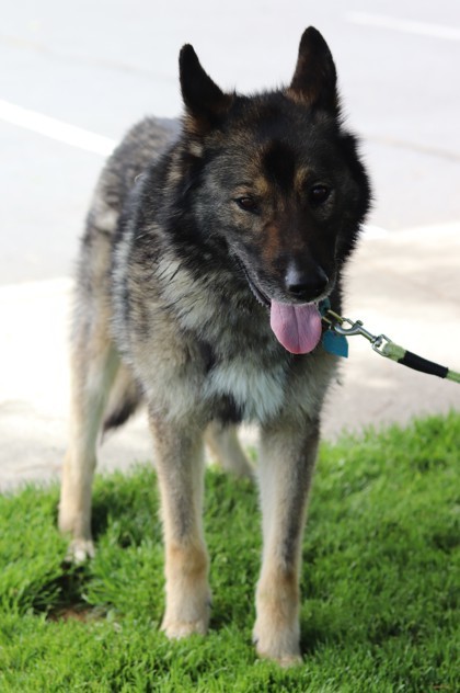 Hephaestus, an adoptable Mixed Breed in Walla Walla, WA, 99362 | Photo Image 3