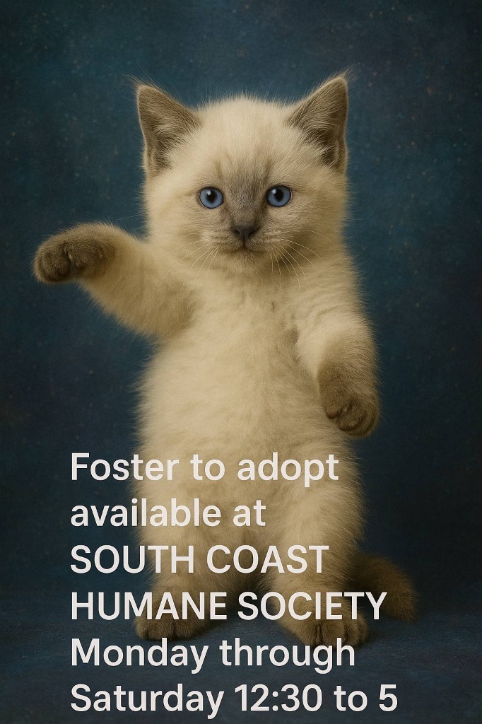 Phoebe, an adoptable Domestic Long Hair in Brookings, OR, 97415 | Photo Image 1