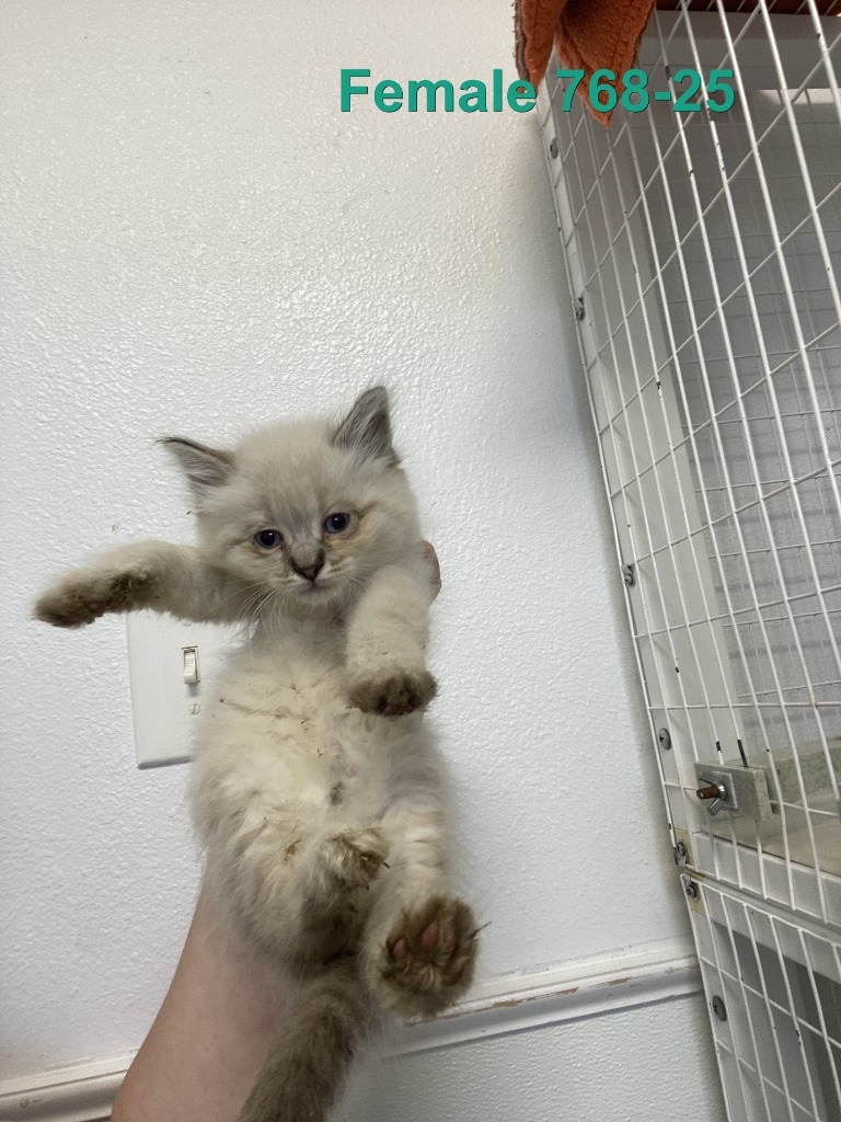 Phoebe, an adoptable Domestic Long Hair in Brookings, OR, 97415 | Photo Image 2